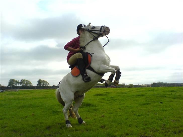 Shetlænder Miss Musse - smukke miss musse<33 billede 1