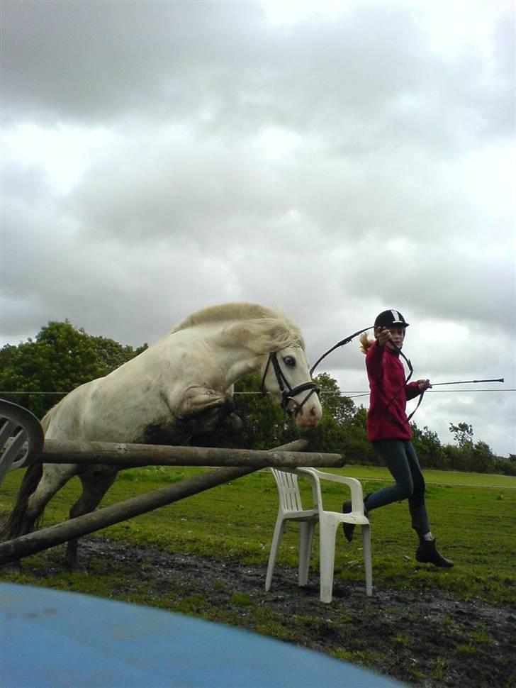 Shetlænder Miss Musse - nårh lille pus ´´løs´´springer xD ca. 70 cm / 80 cm billede 2