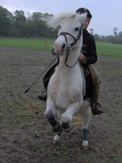 Shetlænder Miss Musse - wee opsedasse<3 billede 3