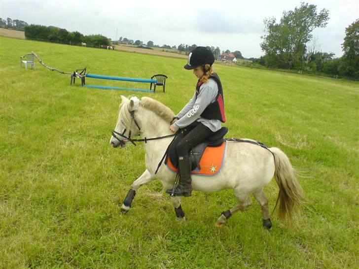 Shetlænder Miss Musse - se hvor god jeg er<3 totalt tuunet til en spring time :b billede 4