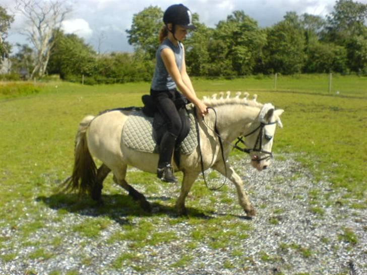 Shetlænder Miss Musse - musse så fiin <3 billede 5