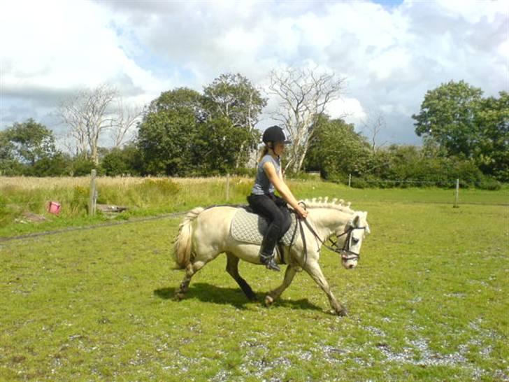 Shetlænder Miss Musse - her går hun bare så sødt.......<3 billede 6