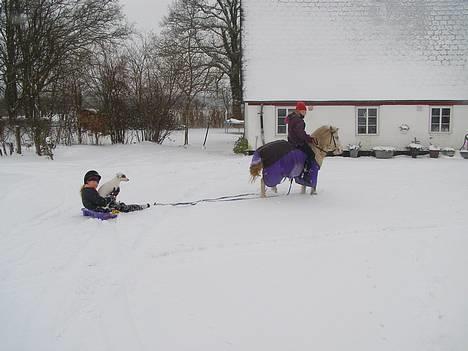Shetlænder Miss Musse - lille slæde musse gir lige min lille søster og vores lille hund en tur i slæden hihi<3 billede 7