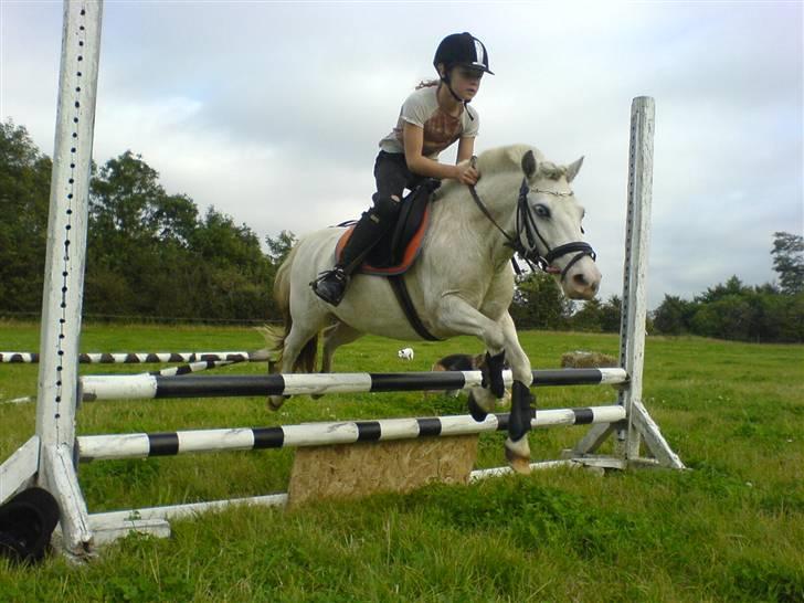 Shetlænder Miss Musse - kom så musse<3 billede 8