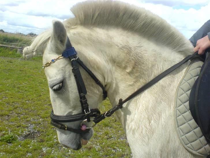 Shetlænder Miss Musse - fiine <3 billede 9