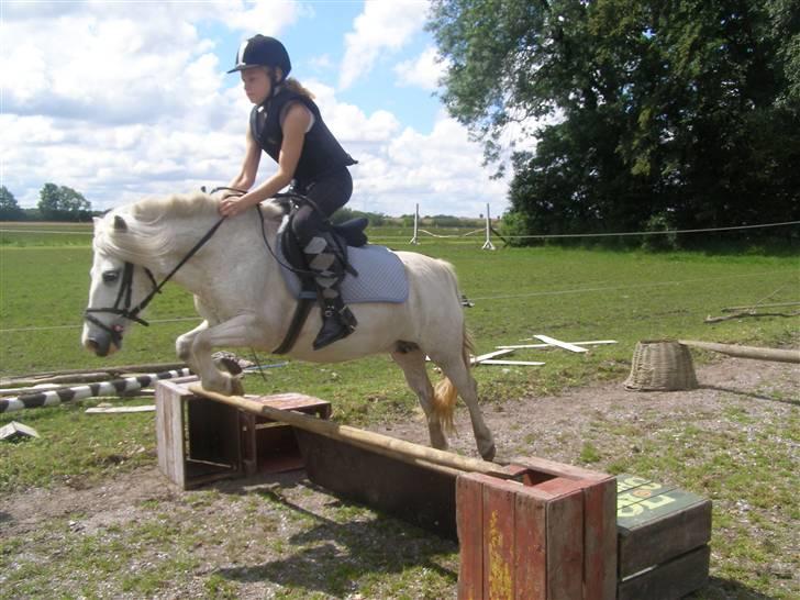 Shetlænder Miss Musse - heii se hvor god mig er <33 billede 11