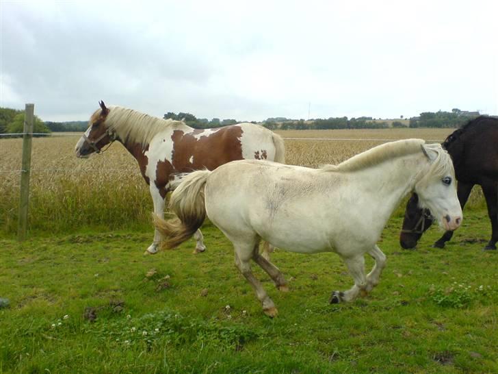 Shetlænder Miss Musse - mig vild :b billede 12