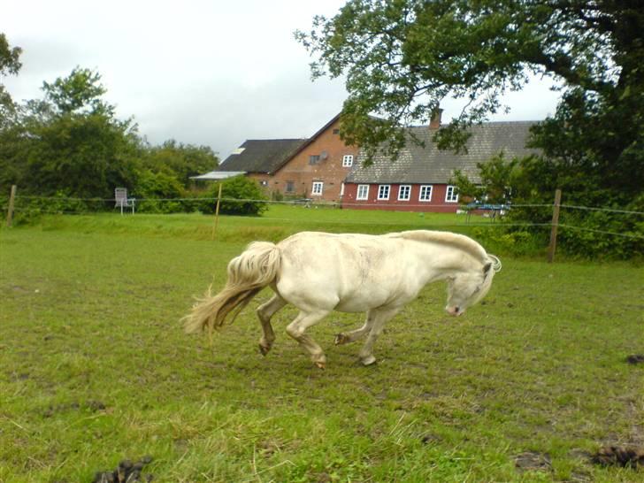 Shetlænder Miss Musse - mig er et vilddyr :b billede 14