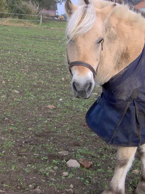 Fjordhest Frederik Midtgård *Himmelhest* - heii igen<3 billede 11