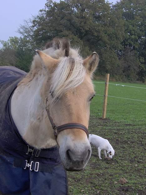 Fjordhest Frederik Midtgård *Himmelhest* - uhh jeg er bare såå sulten... finder du noget fenja??? billede 12