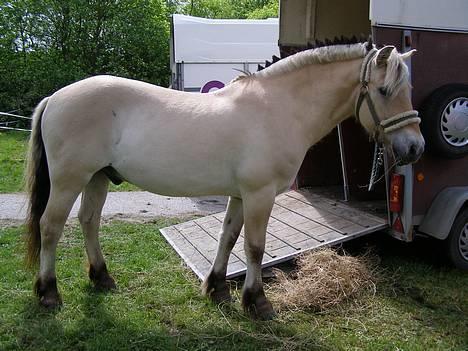 Fjordhest Frederik Midtgård *Himmelhest* - smukke bamse til dyrskue! vi fik ærespræmien=D billede 14