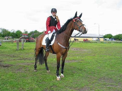 Dansk Varmblod Calypso Alsidig -  osse fra bolderslev billede 11