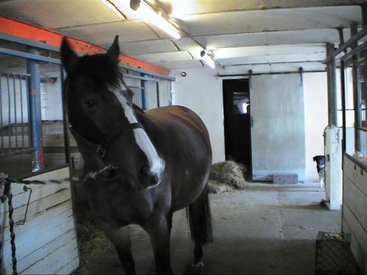 Dansk Varmblod Calypso Alsidig - se min mave billede 12