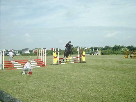 Dansk Varmblod Calypso Alsidig - det første spring i .. øhh ? LD eller LC , det var det første spring i begge klasser . ;) billede 13