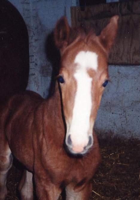 DSP Sizze Bredager. B-pony - Sizze som føl billede 17