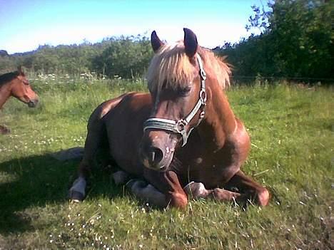 New Forest Simone (solgt) billede 9