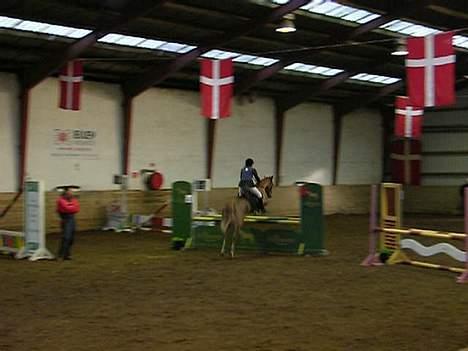 New Forest Simone (solgt) billede 10