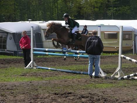 New Forest Simone (solgt) billede 11