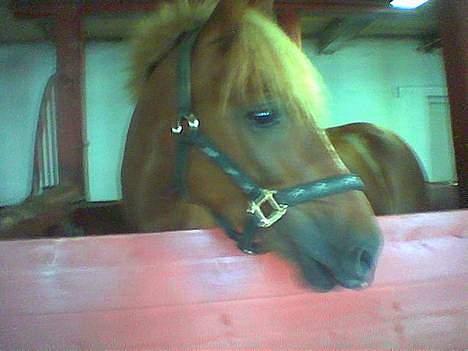 New Forest Simone (solgt) billede 12