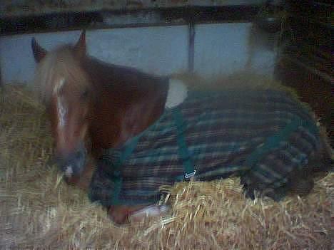 New Forest Simone (solgt) billede 13