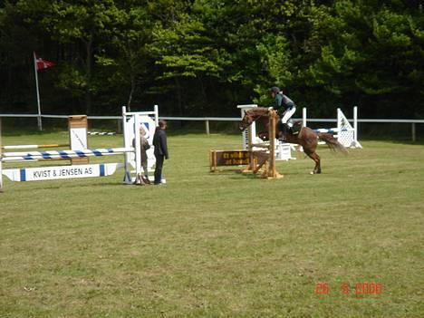 New Forest Simone (solgt) billede 15