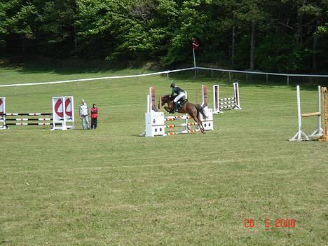 New Forest Simone (solgt) billede 16