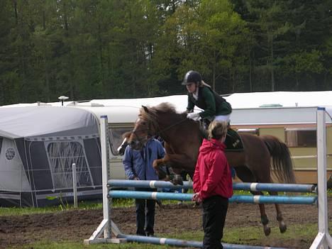 New Forest Simone (solgt) billede 17