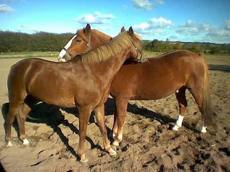 New Forest Simone (solgt) billede 18