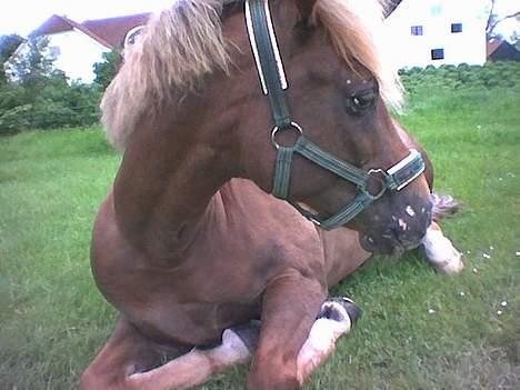 New Forest Simone (solgt) billede 19