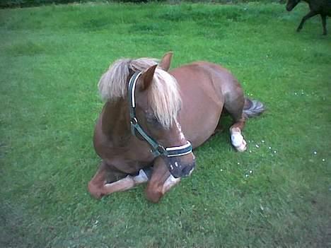 New Forest Simone (solgt) billede 20