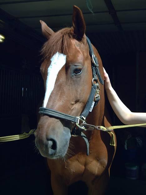 Svensk Varmblod bambino - ansiktet til dyret mitt!<33 billede 10