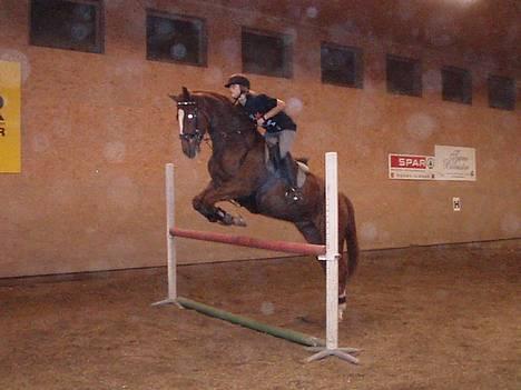 Svensk Varmblod bambino - NYT! 25 oktober 2006 billede 12