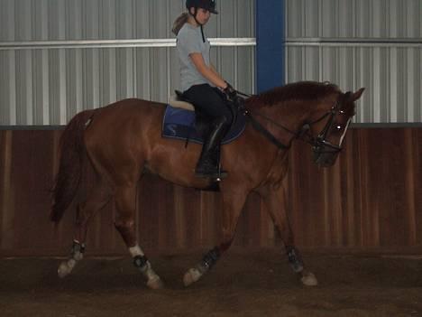 Svensk Varmblod bambino - dressur i ridehuset.. billede 13