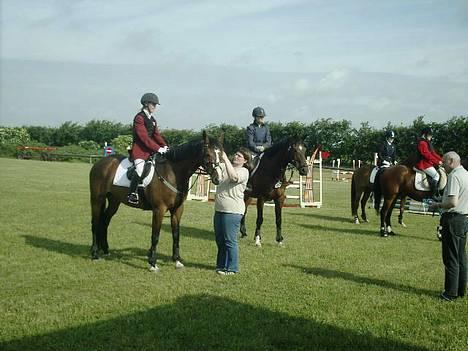 Dansk Varmblod Calypso Alsidig - vandt LD´en i rødekro billede 14