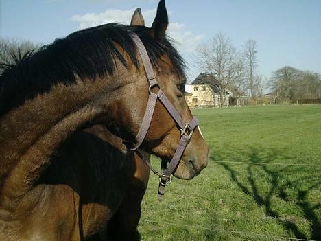 Dansk Varmblod Calypso Alsidig billede 15