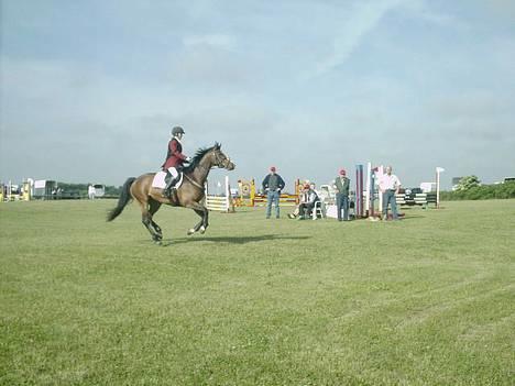 Dansk Varmblod Calypso Alsidig - til stævne i rødekro . vi er i gang med omspringning i LD , hiih , vandt klassen ;o) billede 16