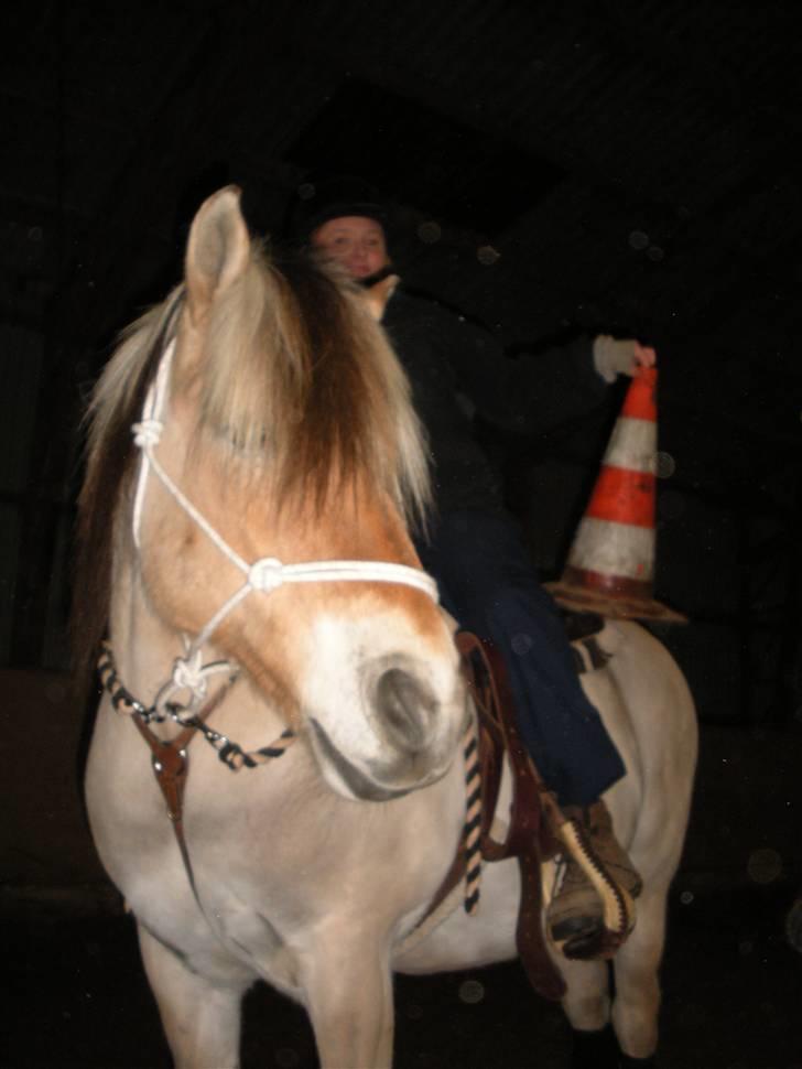 Fjordhest Tot billede 1