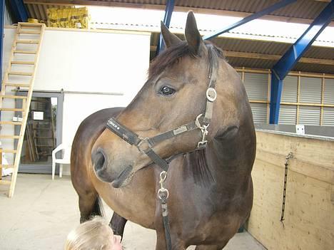 Dansk Varmblod Columbine AFLIVET - 7. maj 2007 - Hygge med hesten efter London billede 1