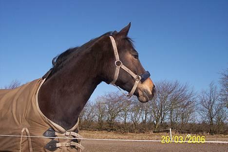 Dansk Varmblod Columbine AFLIVET - Tit tit BøøøøøøøH billede 4