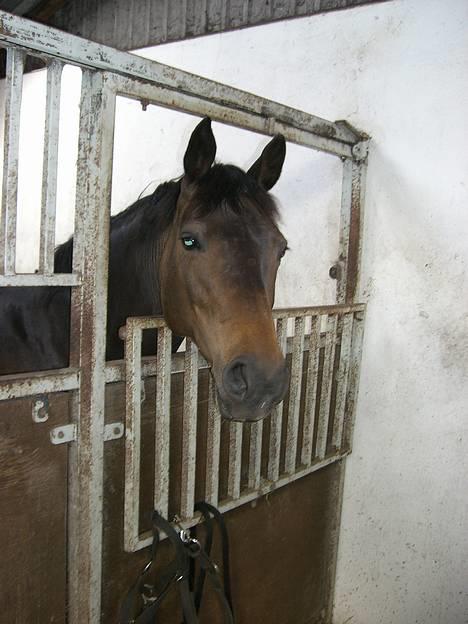 Dansk Varmblod Columbine AFLIVET - 7. maj 2007 -  Bine i hendes boks billede 5