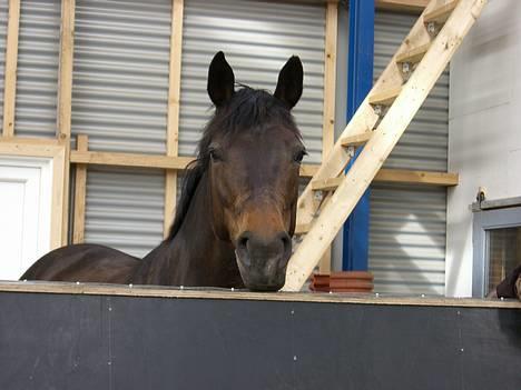 Dansk Varmblod Columbine AFLIVET - April 2007 - Taget fra ridehallen, mens hun står løs på opsadlingspladsen billede 6