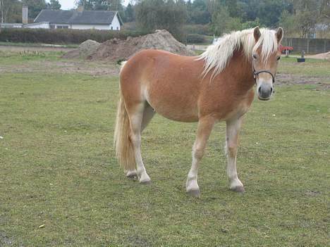 Haflinger Adios - det her er taget for ikke så lang tid siden.. man kan se klar forskel fra da han kom .. billede 2