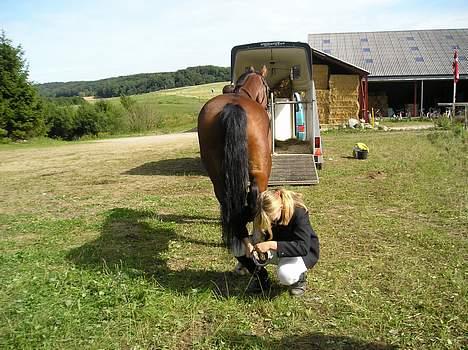 Dansk Varmblod Camaro Igenmoos - Vi skal lige have mordaks i :) (Hinnerup 4 sep 05) billede 6