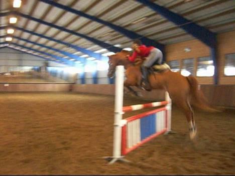 Svensk Varmblod bambino - sprangridning.. en stund siden billede 14