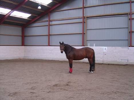 Dansk Varmblod Zuki <3 R.I.P. - Zuki tager lige en pause under løsspringning... :) billede 2