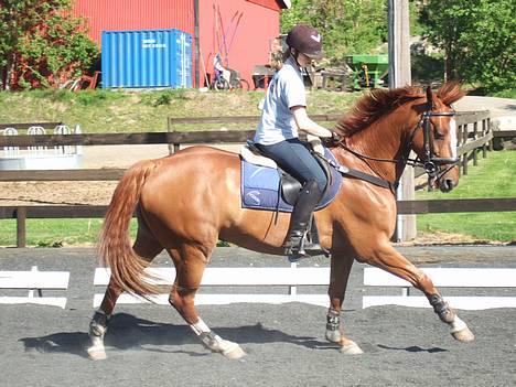 Svensk Varmblod bambino - bambino og med i galopp på utebanen... billede 15