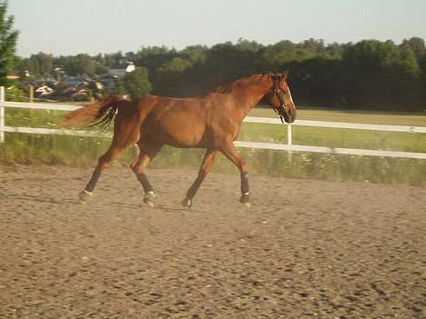 Svensk Varmblod bambino - <3<3 billede 16