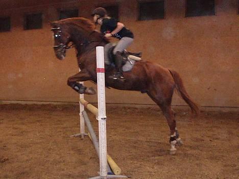 Svensk Varmblod bambino - NYT 25. oktober 06 billede 17