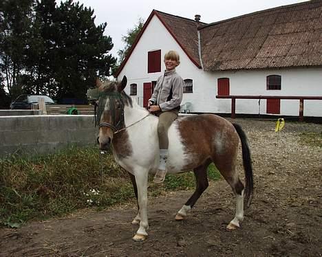 Anden særlig race Schuppy Doo *solgt* billede 9