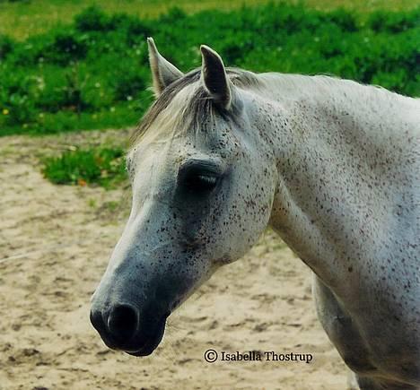 Welsh Pony (sec B) *Laithe Hill Gala* R.I.P. - Min smukke pony, Gala. OBS. Vær s¢d ikke at give Gala lavere karaktere grundet svulsten hun har bag ved den venstre kæbe. Den er blevet tjekket af samtlige dyrlæger og konstateret ufarlige.  billede 1